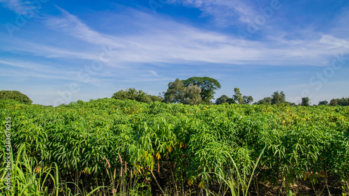 Cassava plantation