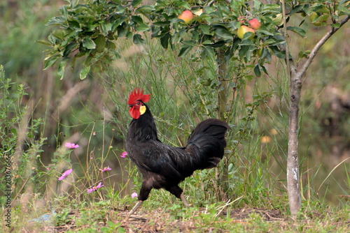 France  Aquitaine  le Teich  coq noir dans un cadre champ  tre.