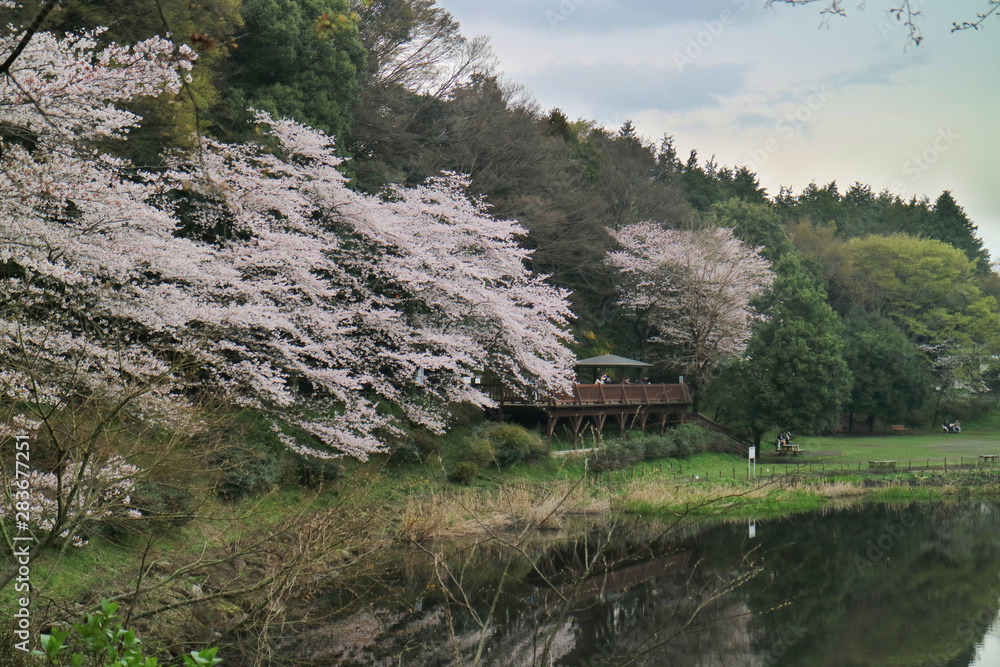 池のほとりの桜並木 池のほとりの桜並木