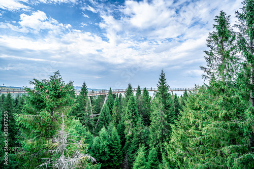 Tree-top footbridge. Bachledka. Slovakia