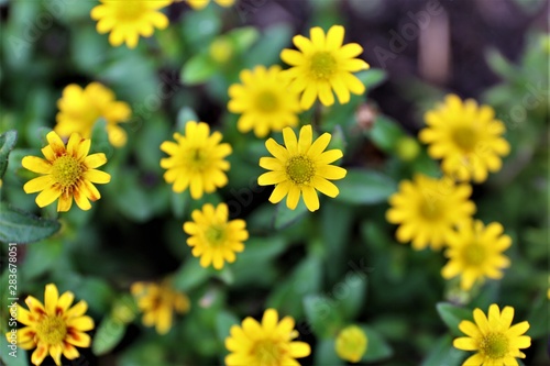 yellow flowers in garden