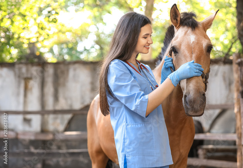 Veterinarian examining hors...