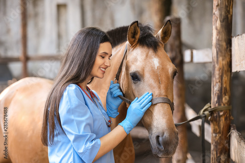 Fototapeta Naklejka Na Ścianę i Meble -  Veterinarian examining horse on farm