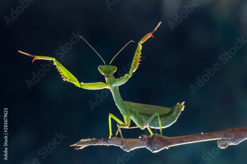 praying mantis