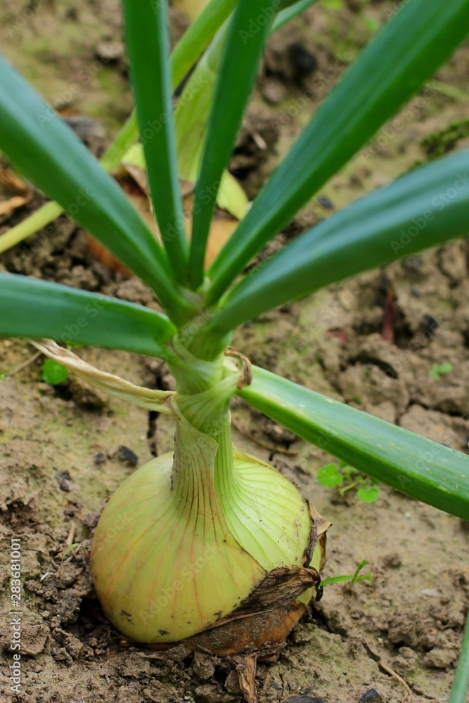 Fototapeta premium Green onions growing in the garden. Vegetable in the ground ready for harvest. Organically grown onions. Food, crop, vegetarian concept.