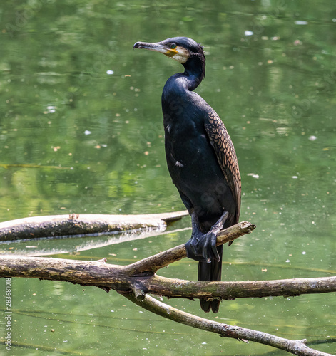 The great cormorant, Phalacrocorax carbo sitting on a branch