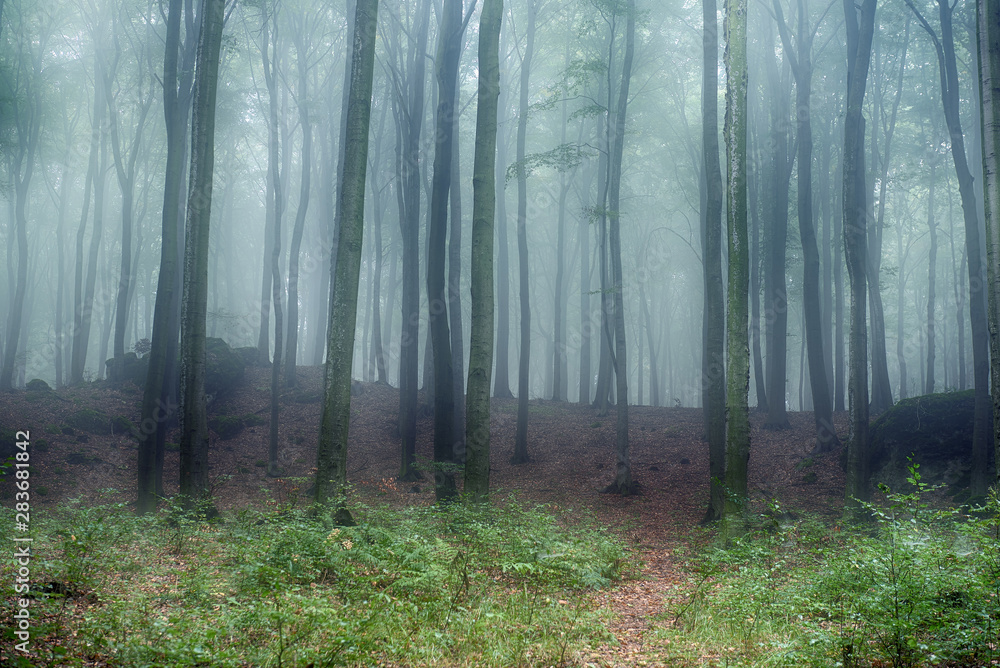Fototapeta premium Misty morning in old beech forest