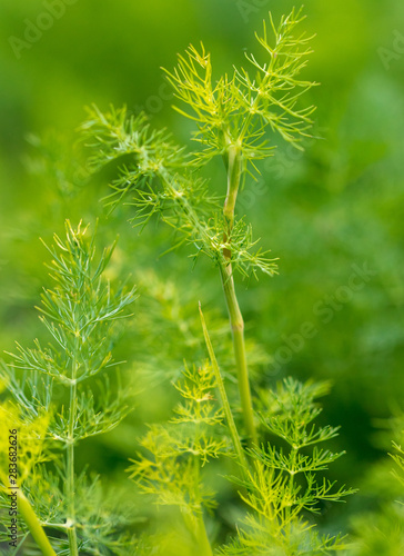 Green leaves on dill as a background