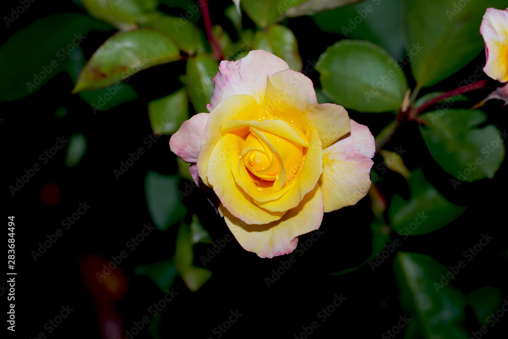 Art photo rose petals isolated on the natural blurred background. Closeup. For design, texture, background. Nature.Drops of morning dew on rose petals. Art photo rose petals isolated on the natural blurred background. Closeup. For design, texture, background. Nature.Drops of morning dew on rose petals.