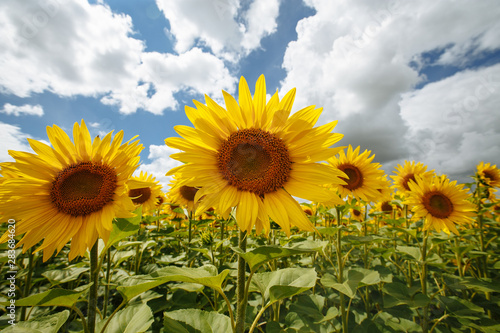 sunflowers in a field on a background of clouds