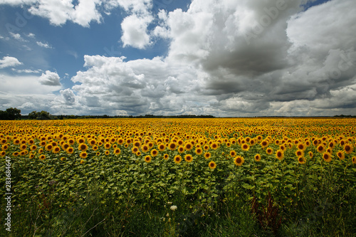 sunflowers in a field on a background of clouds