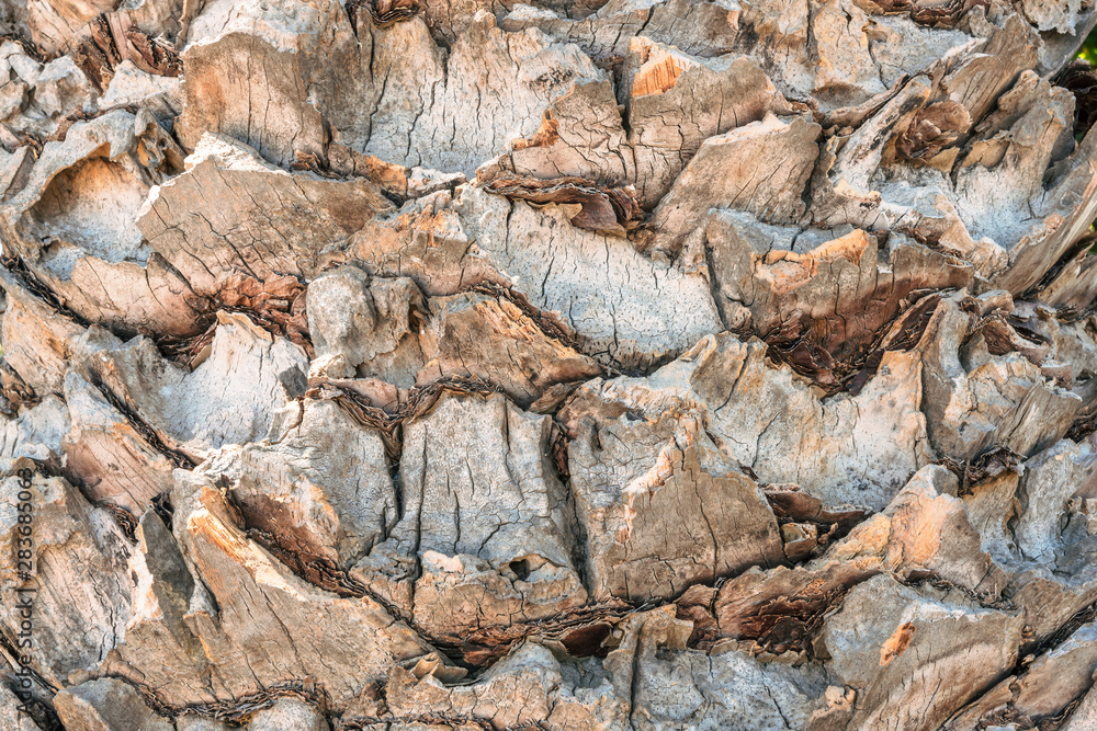 Palm tree trunk fragment, texture, background Palm tree trunk fragment, texture, background