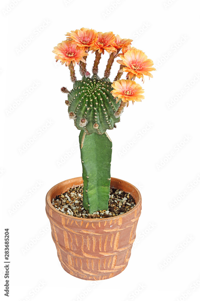Bloom orange flowers of Lobivia cactus in clay pot with isolated on white background
