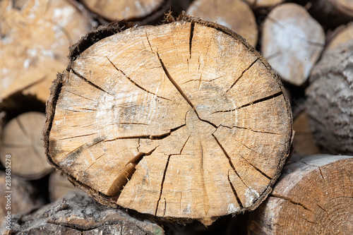 Closeup of cut tree trunk