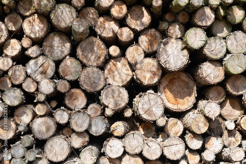 Closeup of cut firewood
