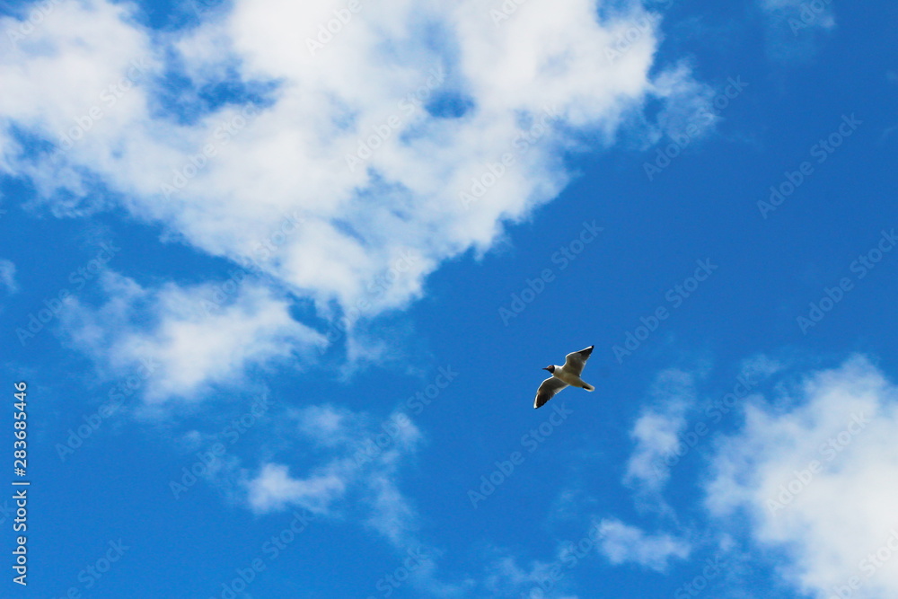 bird in flight