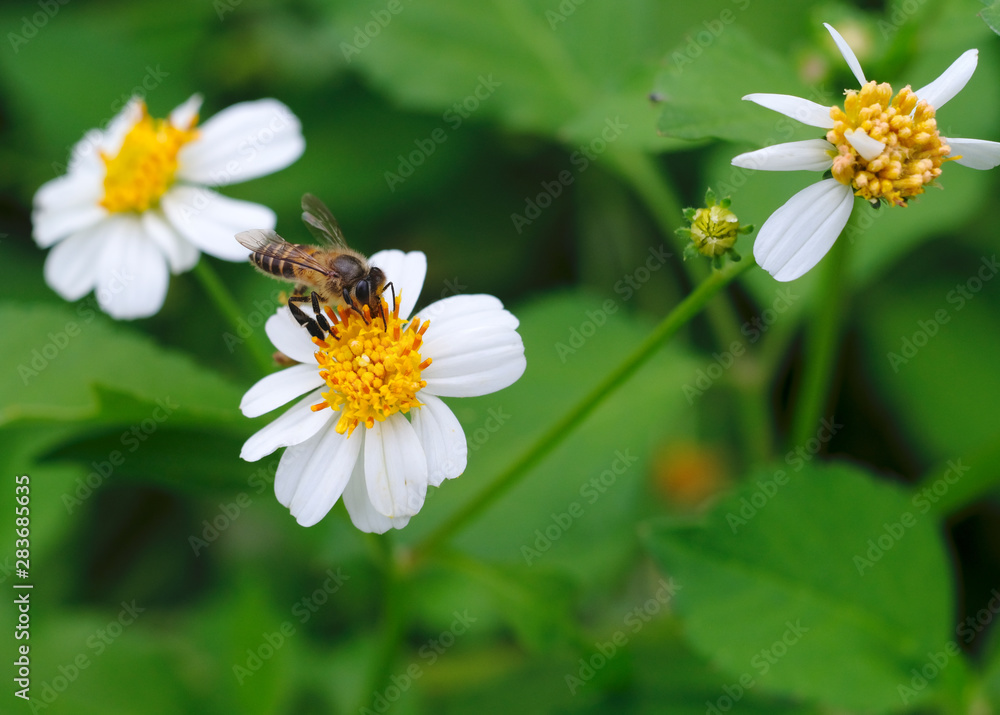 Eat bee pollen natural background blur. Eat bee pollen natural background blur.