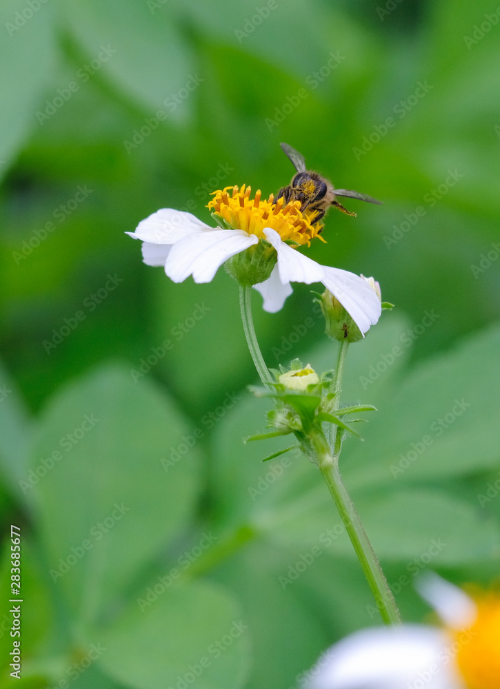 Eat bee pollen natural background blur. Eat bee pollen natural background blur.