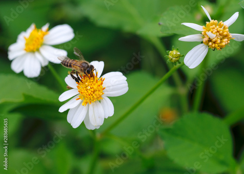 Eat bee pollen natural background blur.