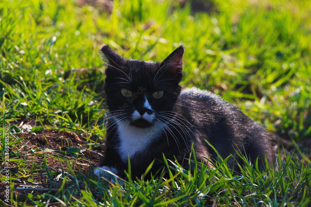 cat on grass cat on grass