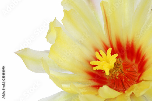 Bloom yellow flowers cactus with isolated on white background