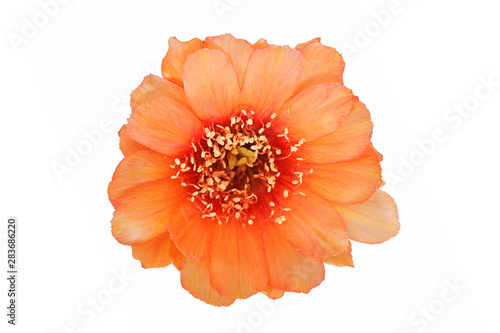 Bloom orange flowers cactus with isolated on white background
