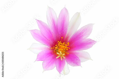 Bloom purple flowers cactus with isolated on white background