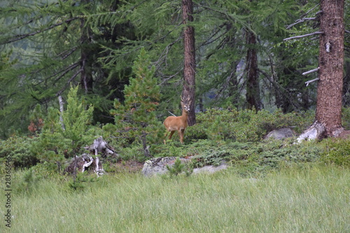 Reh, Rehbock, Wald, Lichtung, Gras, Wild, Geweih, Rotwild, Capreolus capreolus, Hirsch, schüchtern, scheu, still, Bock, Fell, aufpassen, beobachten, Flucht, wittern, Witterung, Wind, Südtirol, Martell photo