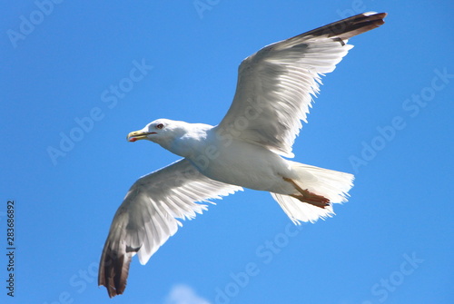  Seagull