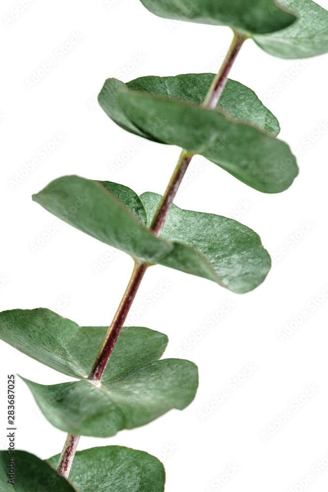 Eucalyptus branches in glass vase on white background, Home decoration design element. Eucalyptus branches in glass vase on white background, Home decoration design element.