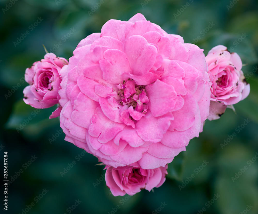 buds of pink blooming roses in the garden, green background buds of pink blooming roses in the garden, green background