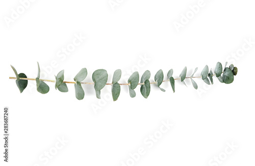 Wallpaper Mural Eucalyptus on white background. Green branches,Flat lay top view, Wedding and home decoration element  Torontodigital.ca
