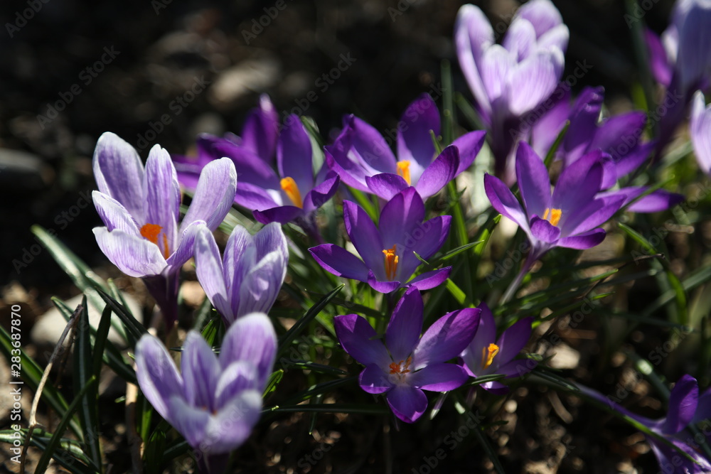 crocus crocus
