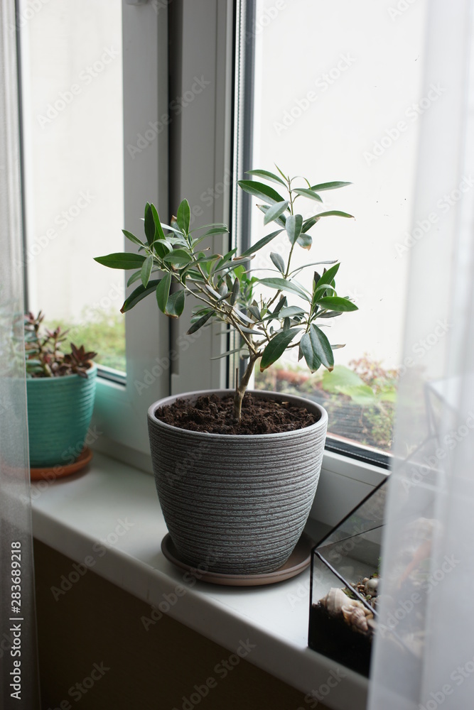 Olive tree in a pot on the window