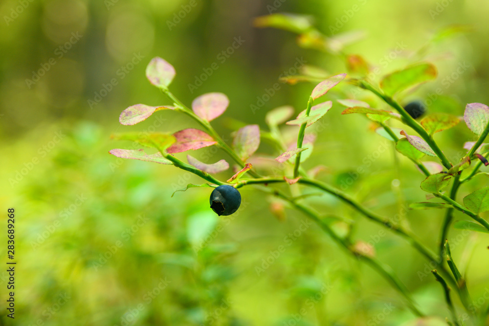 Growing wild blueberry on a bush in a forest Growing wild blueberry on a bush in a forest