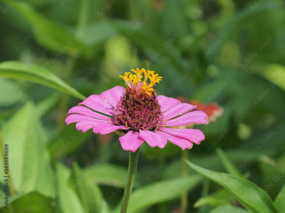 ピンク色の花 ピンク色の花