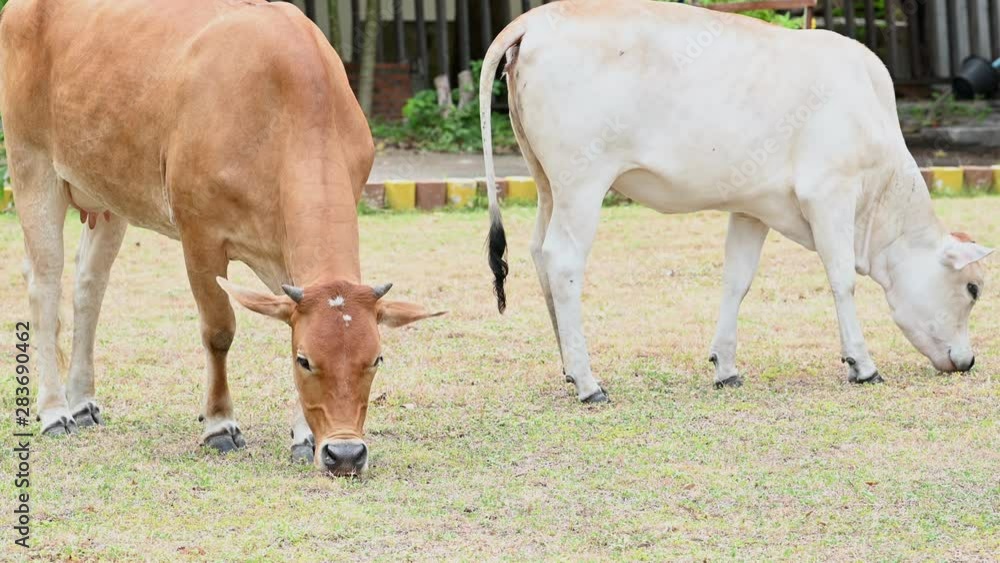 Flock beef cattle eating leaves grass from tree plant in tropical rural cattle farm. Countryside agriculture livestock. Animal and mammal. Nature and farming concept. Asia location. 4K footage video Flock beef cattle eating leaves grass from tree plant in tropical rural cattle farm. Countryside agriculture livestock. Animal and mammal. Nature and farming concept. Asia location. 4K footage video
