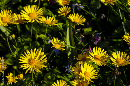 Yellow flowers in the garden in warm sunlight