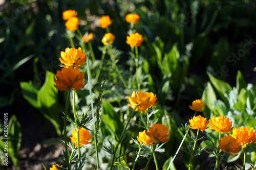 Bright Orange Trollblume Flowers in the Garden