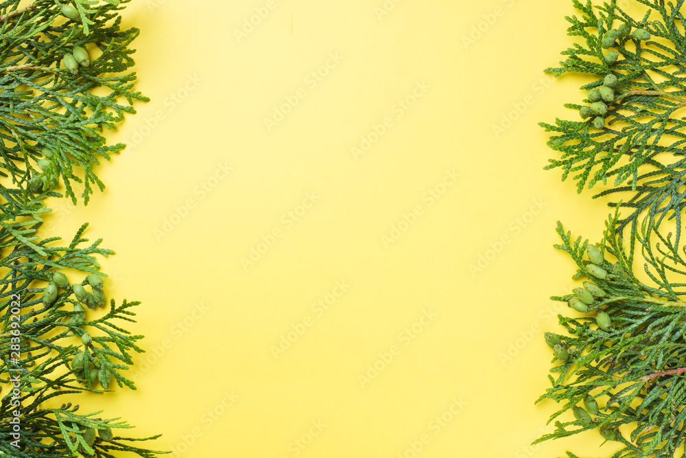 Branch thuja on yellow background with copy space.