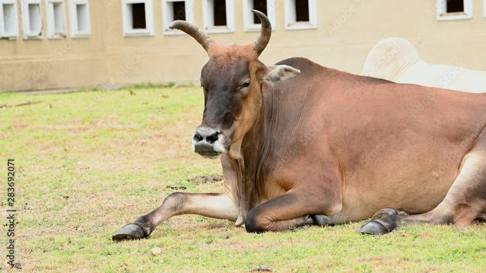Brown ox relax on meadow grass field with herd of cow background. Animal and mammal. Agriculture and nature wildlife concept. Thailand in Asian location