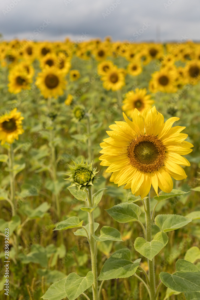 A meadow full of bright yellow tall sunflowers with fresh petals A meadow full of bright yellow tall sunflowers with fresh petals