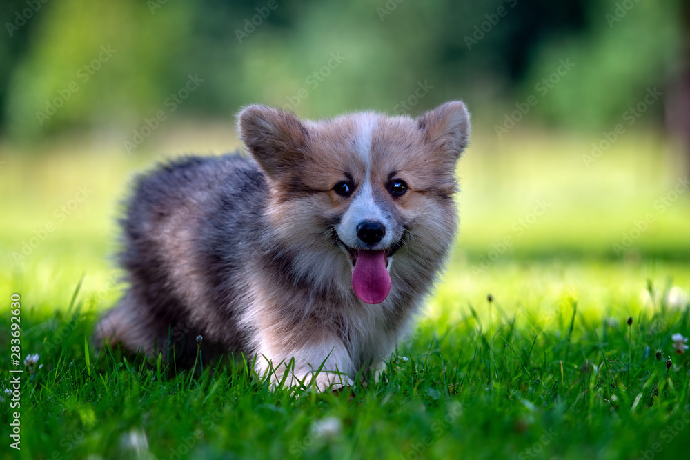 Red dog welsh corgi pembroke  puppy running in the green grass - image