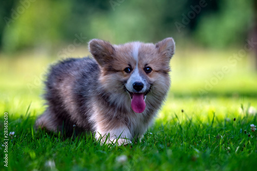 Red dog welsh corgi pembroke puppy running in the green grass - image