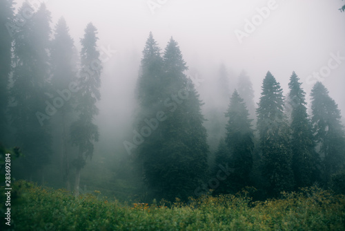 The summer wood in morning fog
