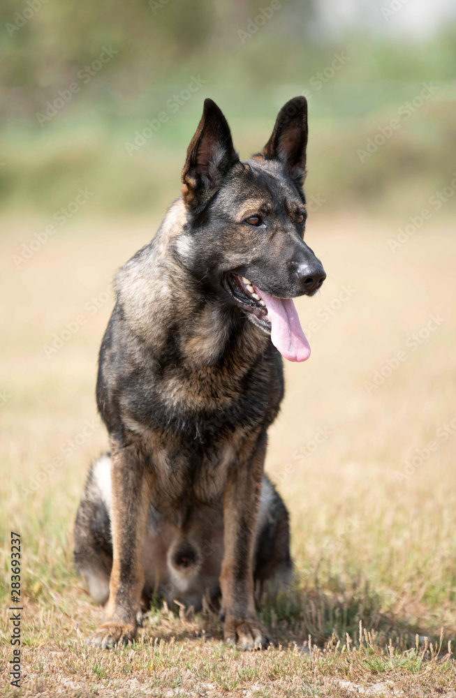 training of german shepherd