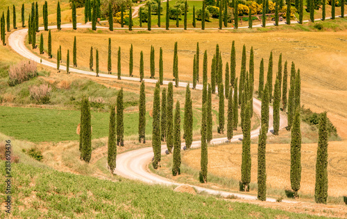 Fototapeta Naklejka Na Ścianę i Meble -  Beautiful landscape scenery of Tuscany in Italy - cypress trees along white road - aerial view -  close to Asciano, Tuscany, Italy