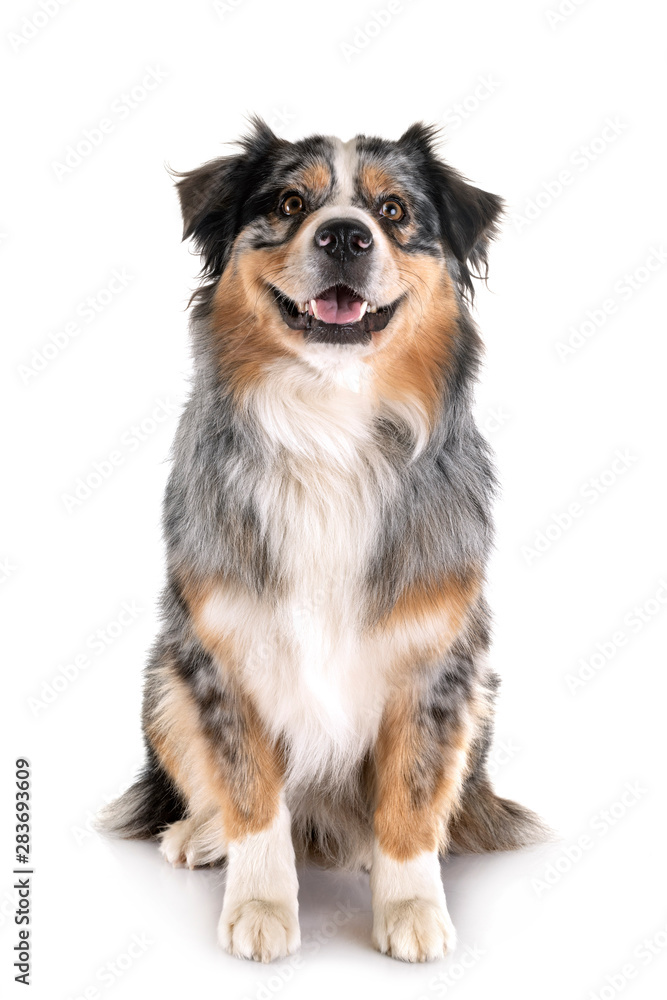 australian shepherd in studio