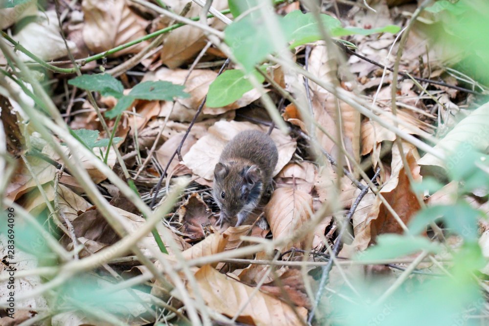 Maus, Spitzmaus im Laub