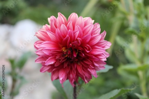 Pink Dahlia. Beautiful pink flower close-up.